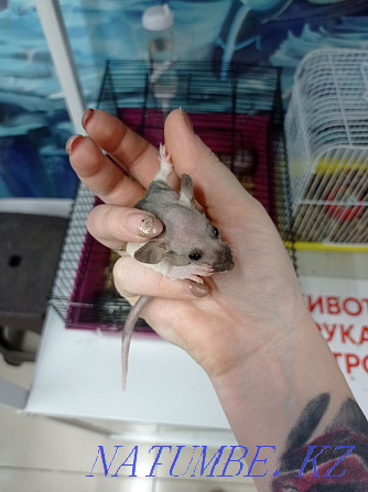 Крысята Дамбо в наличии Астана - изображение 3