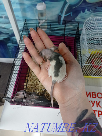 Крысята Дамбо в наличии Астана - изображение 1