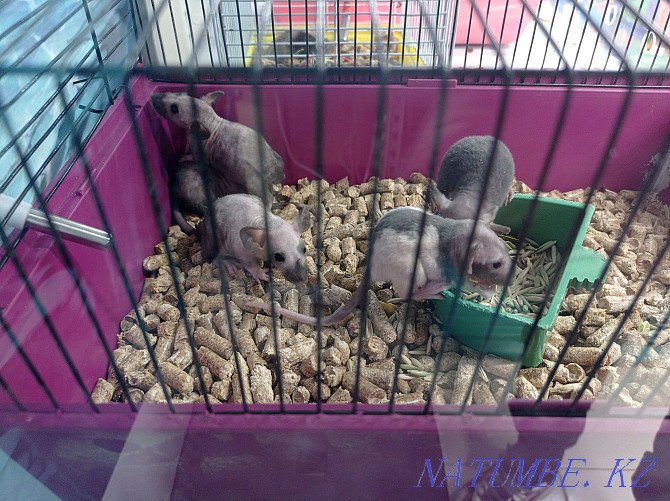 Dumbo rats in stock Astana - photo 4