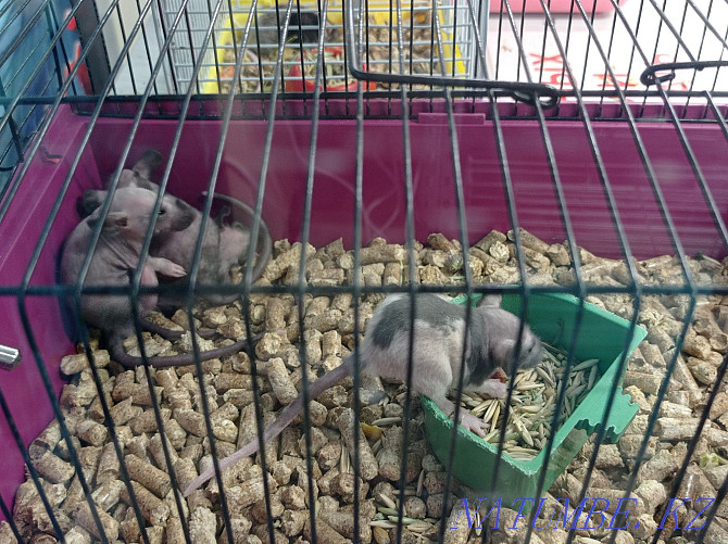 Dumbo rats in stock Astana - photo 2