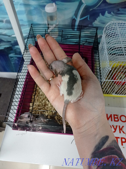 Dumbo rats in stock Astana - photo 1