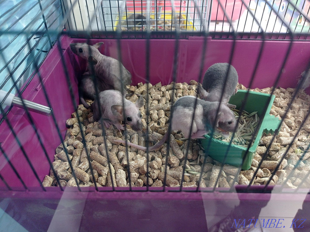 Dumbo rats in stock Astana - photo 4