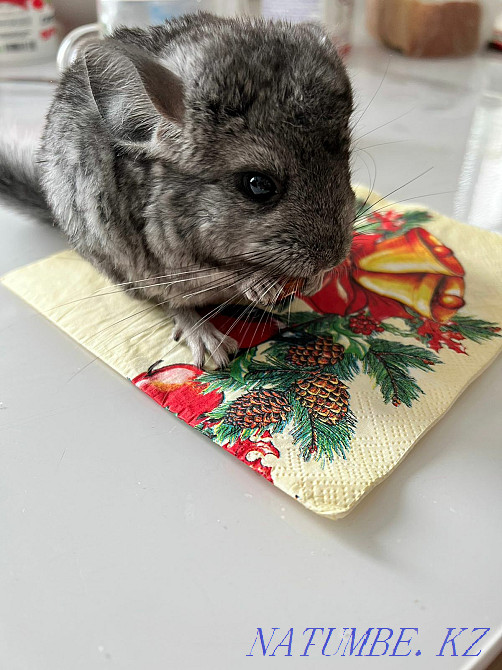 I will sell the Chinchyla the Girl hey 2 months manual Kostanay - photo 4