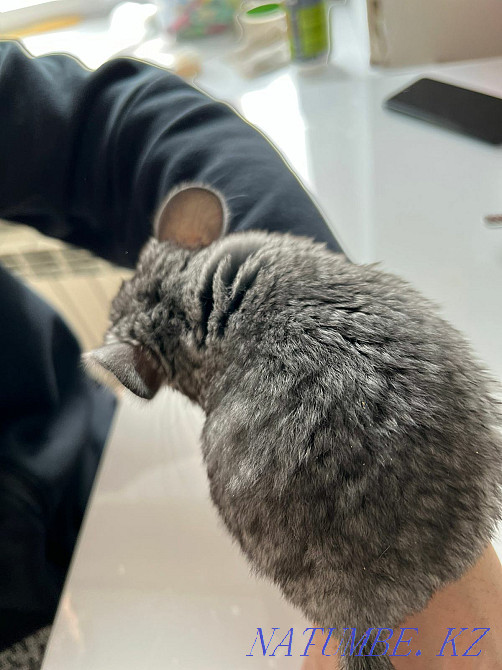 I will sell the Chinchyla the Girl hey 2 months manual Kostanay - photo 6