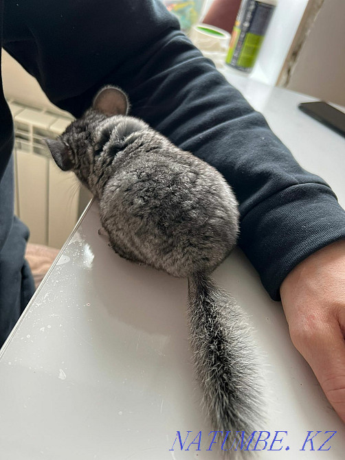 I will sell the Chinchyla the Girl hey 2 months manual Kostanay - photo 7