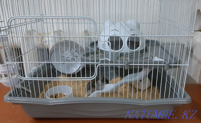 Hamster cage for sale Taldykorgan - photo 1