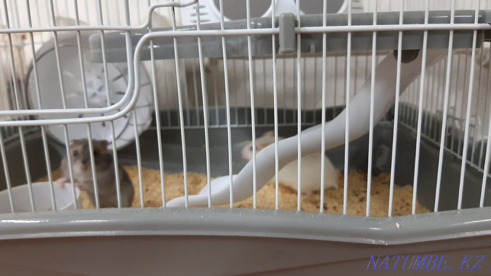 Продам клетку с хомяками Талдыкорган - изображение 2