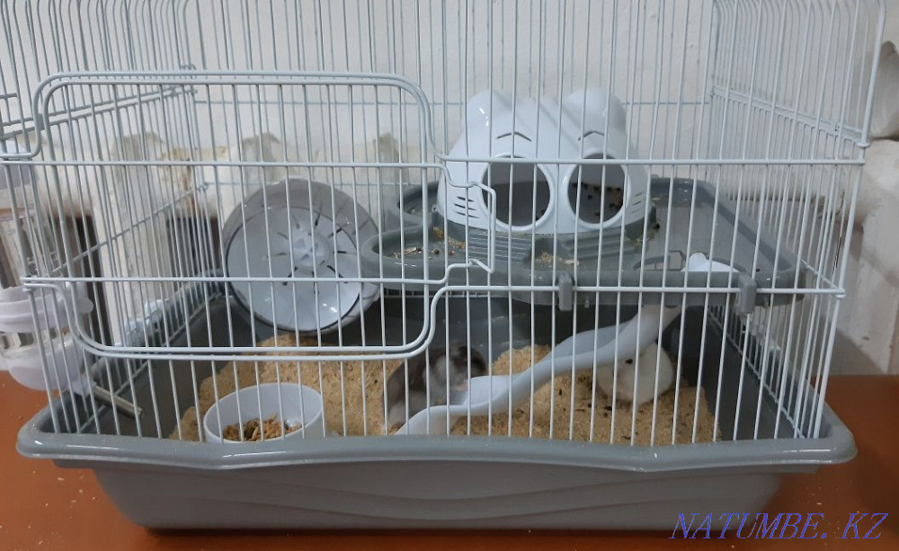Продам клетку с хомяками Талдыкорган - изображение 1
