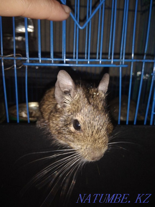 baby degu for sale Petropavlovsk - photo 2