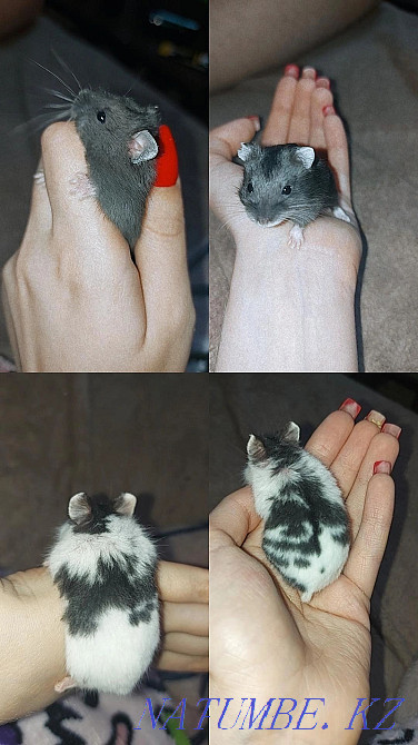 Djungarian hamsters  - photo 1