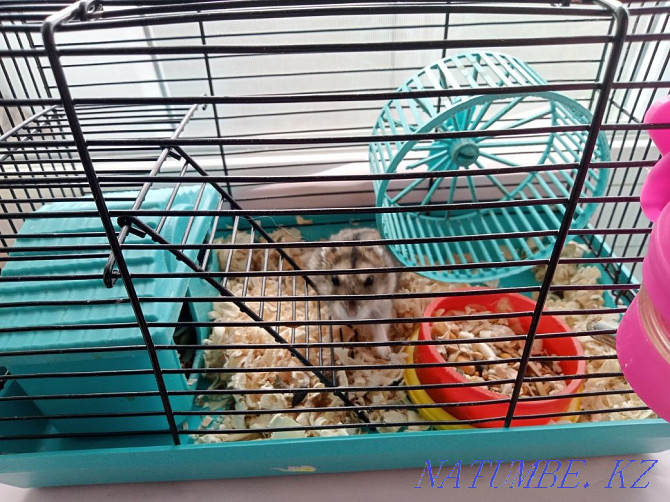 boy hamster for sale Shahtinsk - photo 1