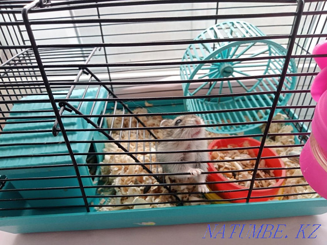 boy hamster for sale Shahtinsk - photo 2