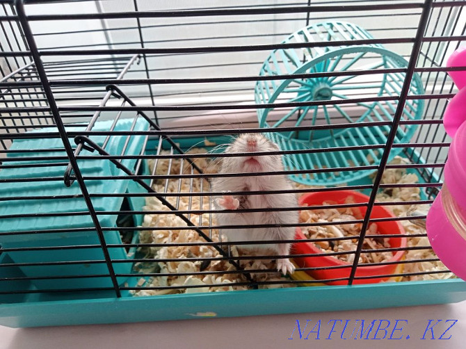 boy hamster for sale Shahtinsk - photo 3