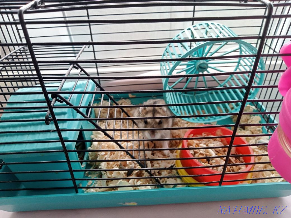 boy hamster for sale Shahtinsk - photo 1