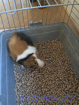 Guinea pig Almaty - photo 2