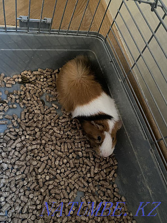 Guinea pig Almaty - photo 1