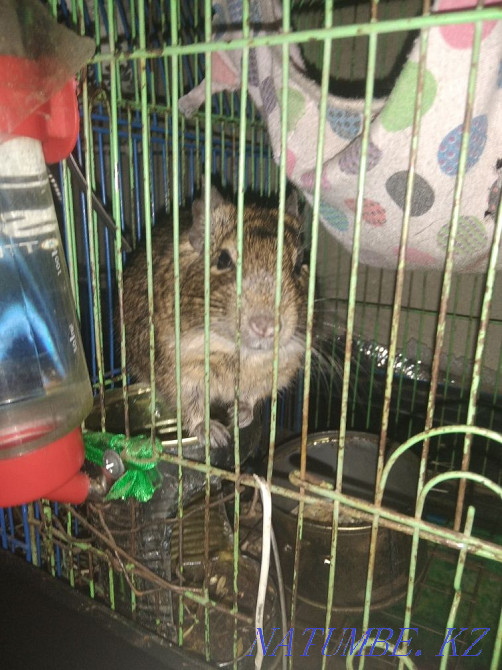 Продам белок дегу Петропавловск - изображение 1