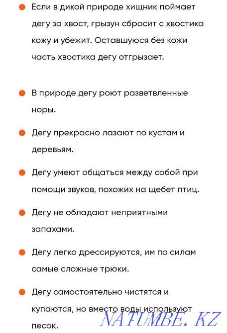 Продам белок дегу Петропавловск - изображение 4