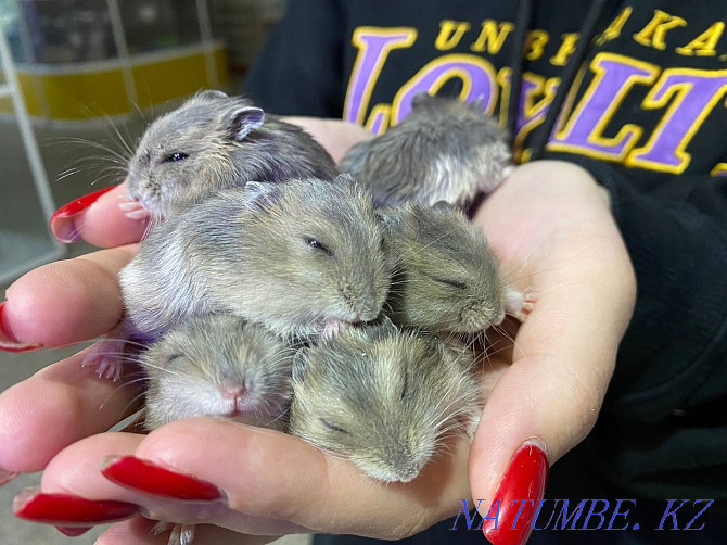 Djungarian hamster Ust-Kamenogorsk - photo 3