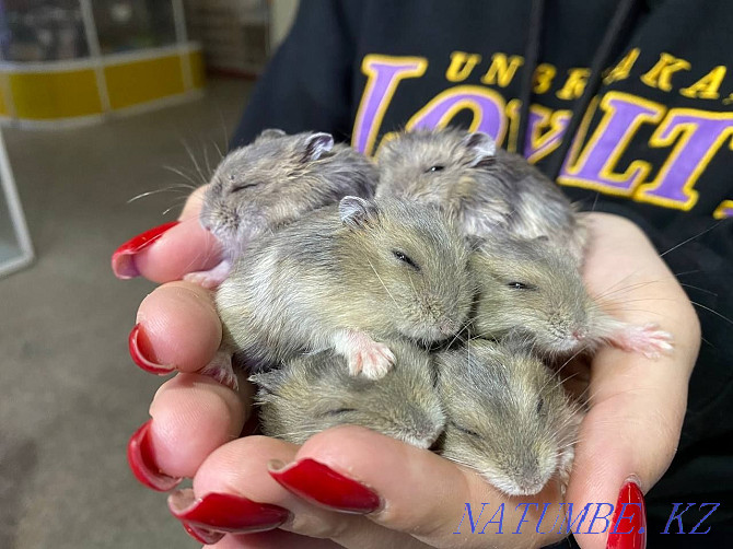 Djungarian hamster Ust-Kamenogorsk - photo 1