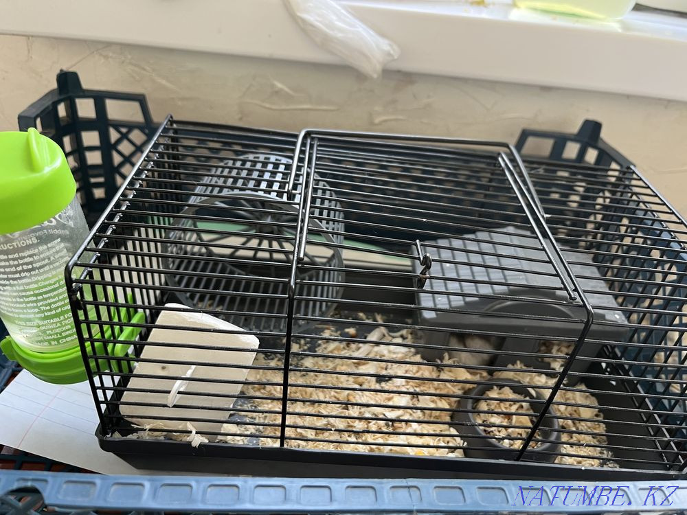 I will sell a hamster Almaty - photo 1