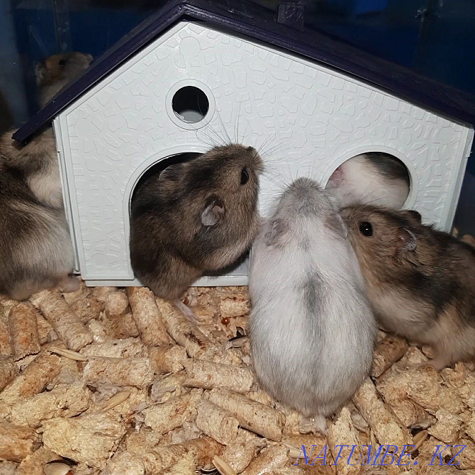 Djungarian hamsters Kostanay - photo 6