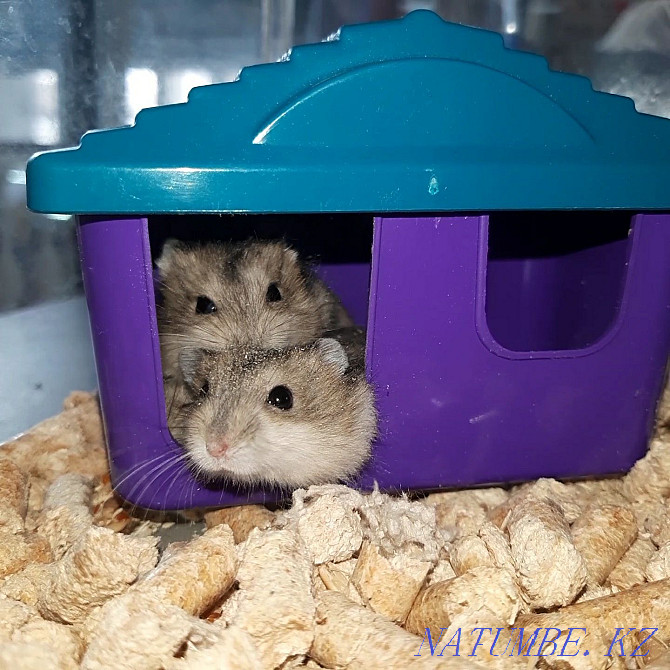 Djungarian hamsters Kostanay - photo 3