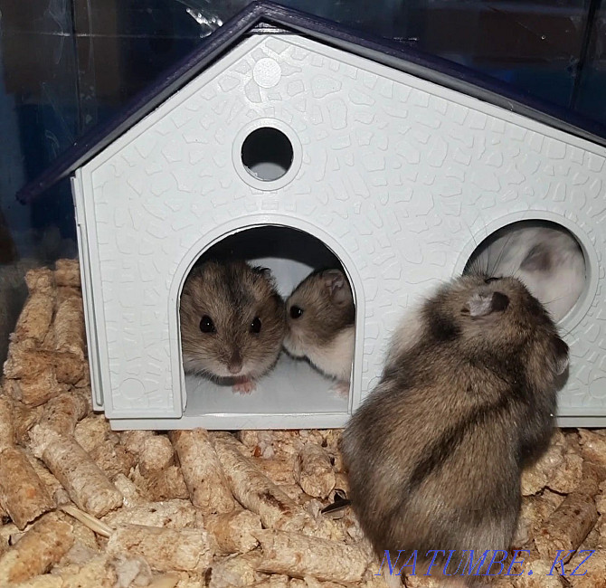 Djungarian hamsters Kostanay - photo 4