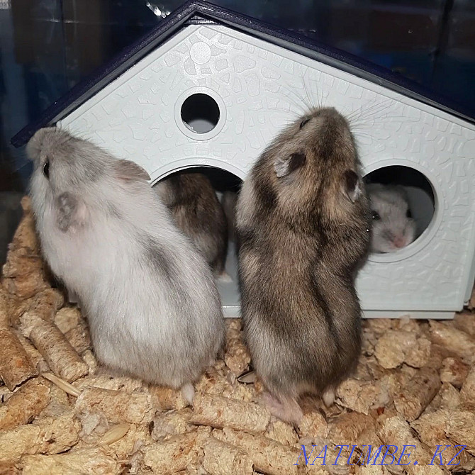 Djungarian hamsters Kostanay - photo 5