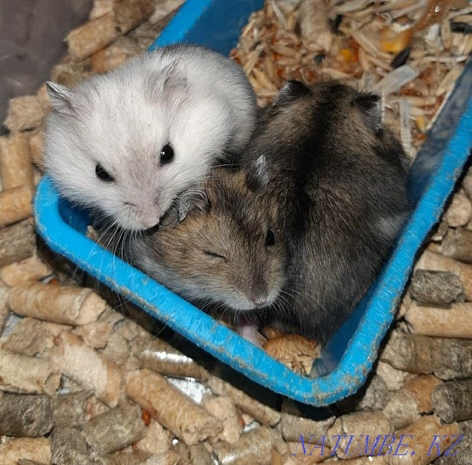 Djungarian hamsters Kostanay - photo 1