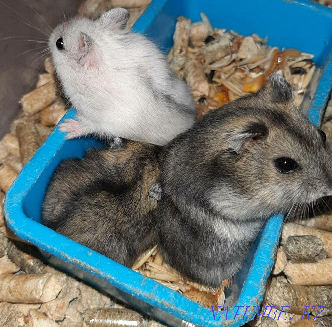 Djungarian hamsters Kostanay - photo 2