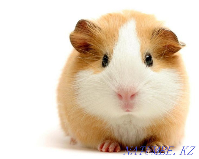 Guinea pigs Ust-Kamenogorsk - photo 1