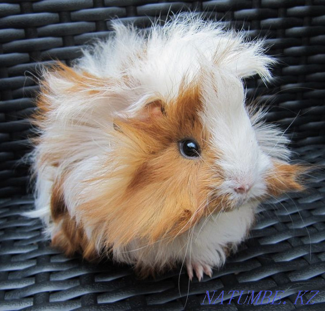 Guinea pigs Ust-Kamenogorsk - photo 3