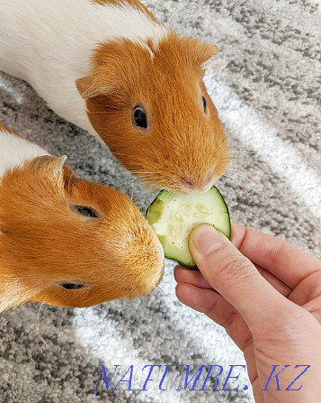 Guinea pigs Ust-Kamenogorsk - photo 4