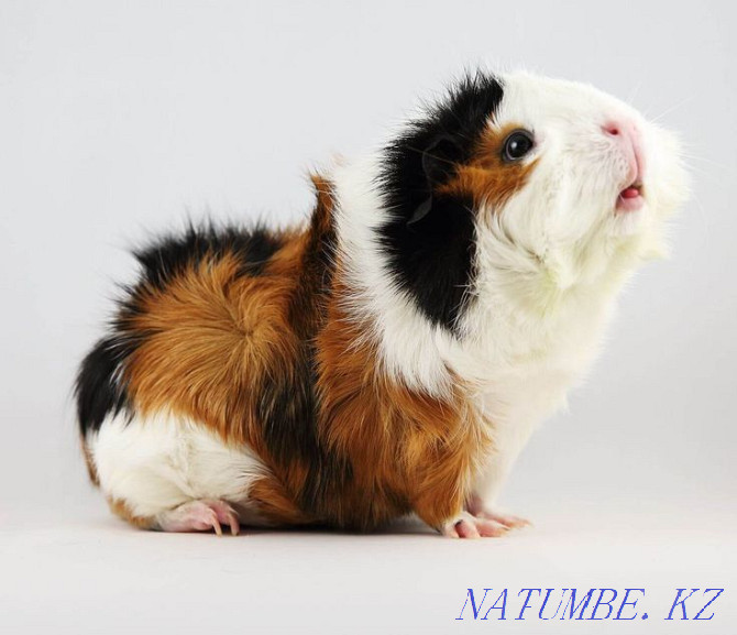 Guinea pigs Ust-Kamenogorsk - photo 2