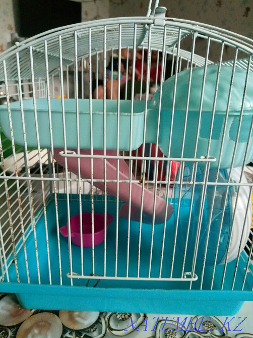 Хомячек ,клетка для Сарань - изображение 3