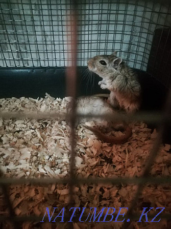 Mongolian gerbils for sale Герасимовка - photo 1