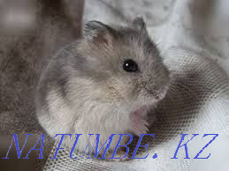 Hamsters free Almaty - photo 1