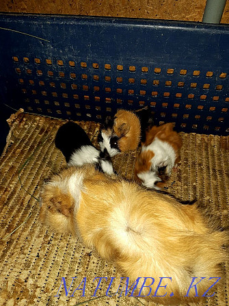 guinea pig babies for sale Байсерке - photo 2