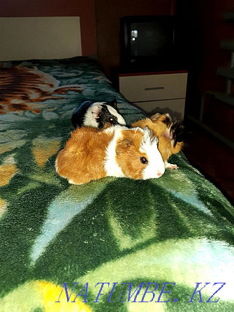 guinea pig babies for sale Байсерке - photo 1