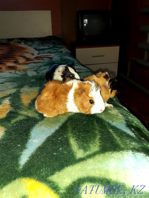 Гвинея шошқасының сәбилері сатылады Байсерке - изображение 1