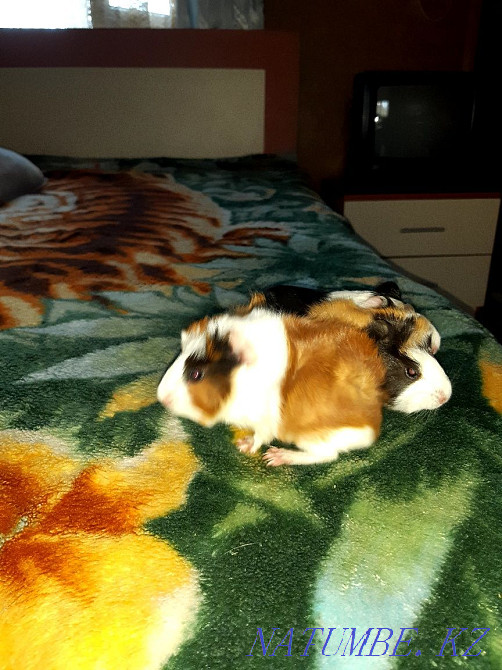 Гвинея шошқасының сәбилері сатылады Байсерке - изображение 3