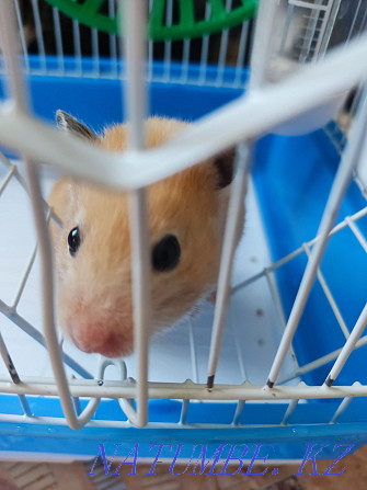I will give in good hands a Djungarian hamster Бостандык - photo 2