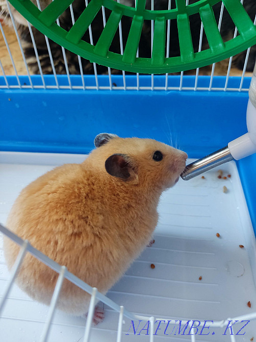 Мен жоңғар хомякын сенімді қолға беремін Бостандык - изображение 1