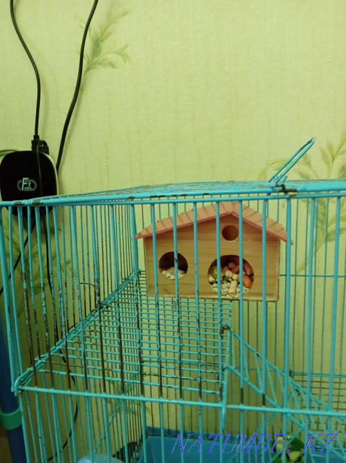 hamster with cage for sale  - photo 3