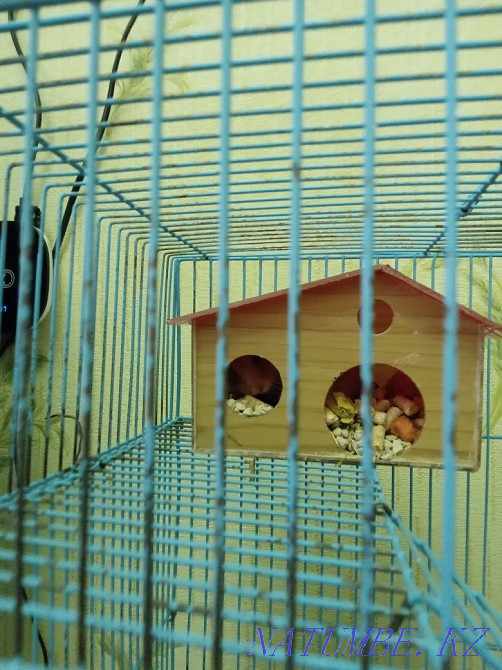 hamster with cage for sale  - photo 1