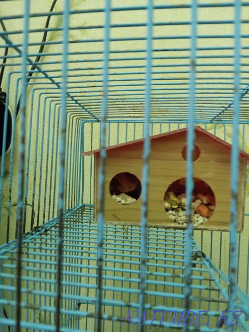 hamster with cage for sale  - photo 2