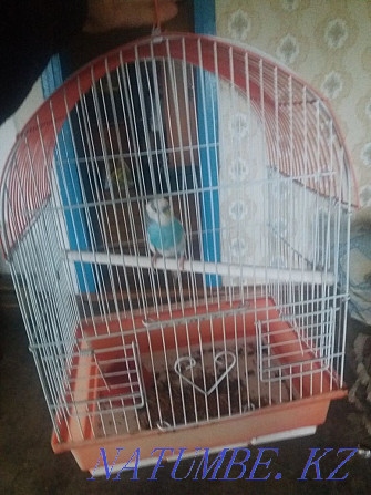 Продам попугая волнистого и семью джунгариков  - изображение 1