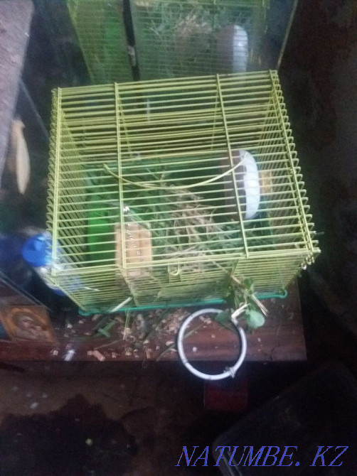 I will sell a budgerigar and a family of jungars  - photo 2