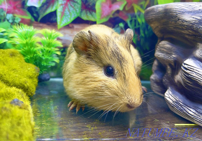 Guinea pigs in the pet store "LIVOY WORLD" Almaty - photo 2